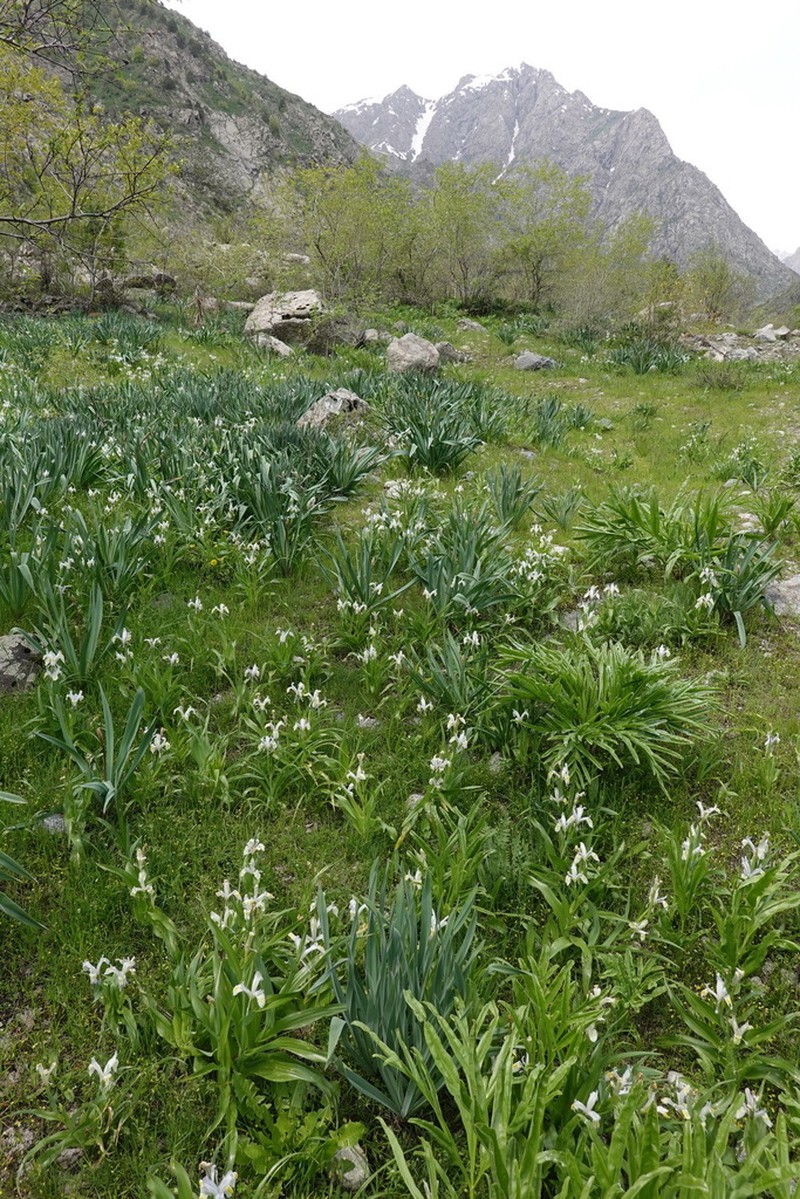 Iris vicaria