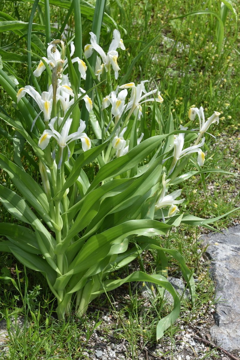 Iris vicaria photo 2