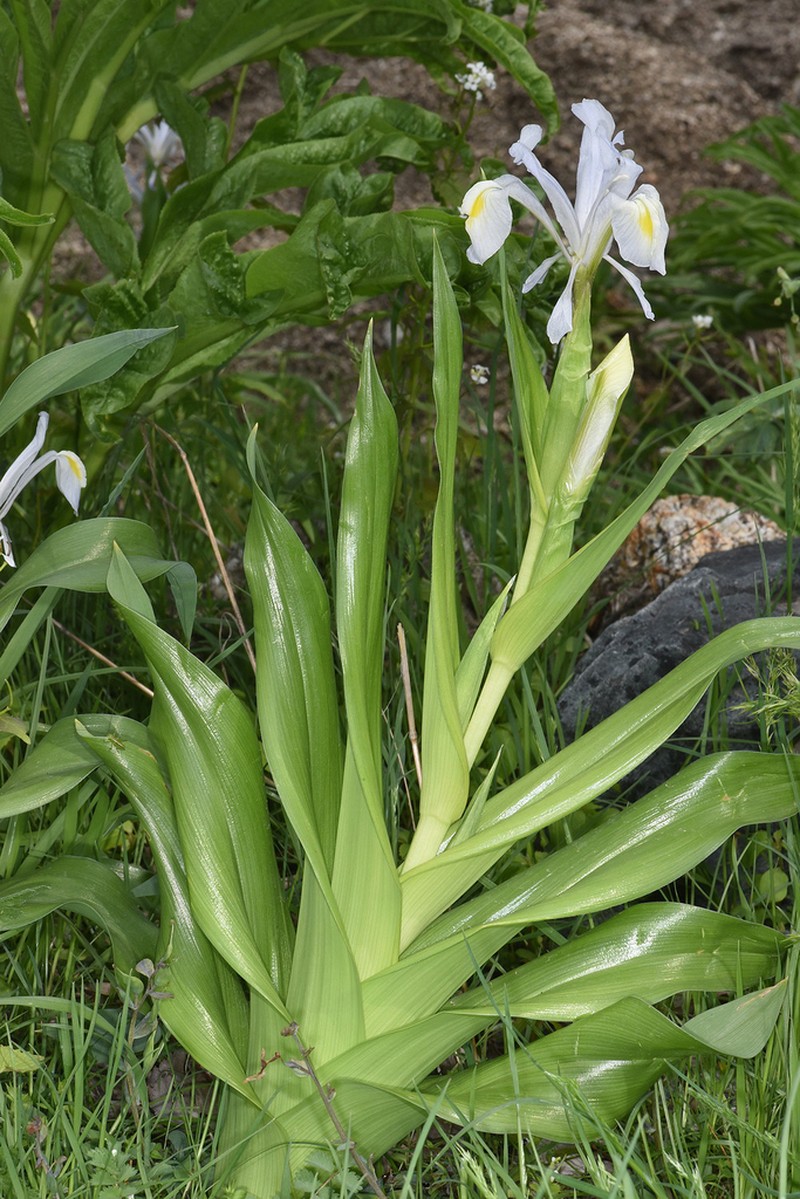 Iris vicaria photo 3