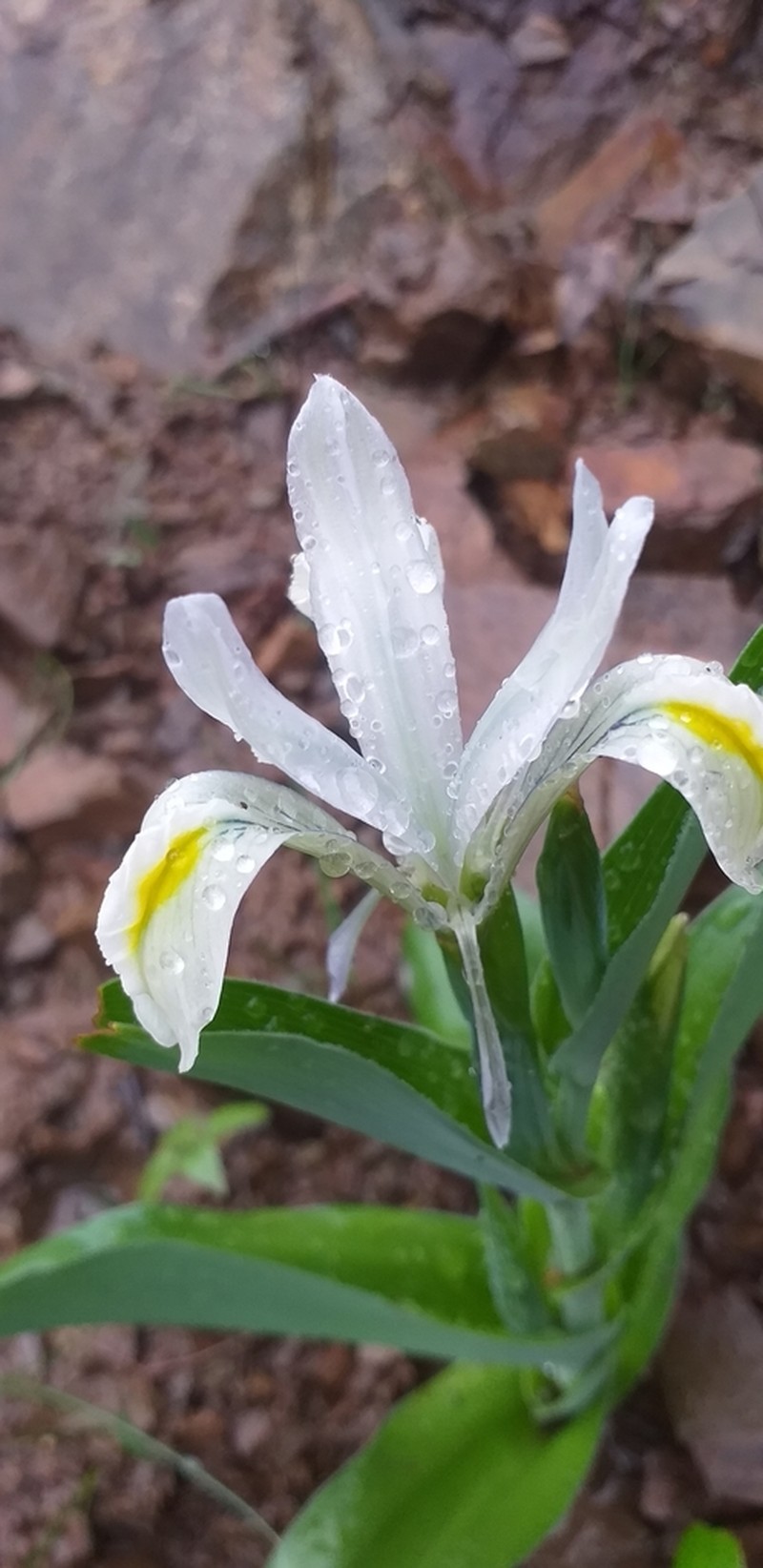 Iris vicaria photo 4