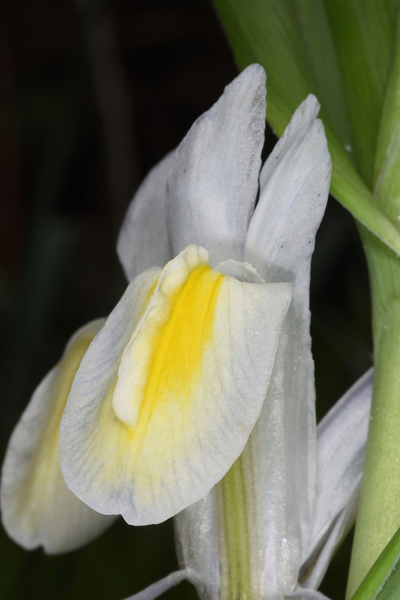 Iris vicaria photo 5