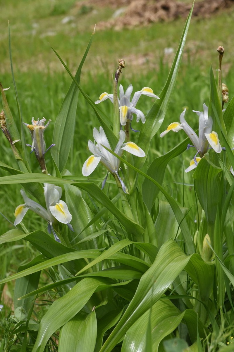 Iris vicaria photo 6