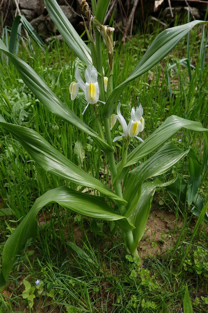 Iris vicaria photo 7
