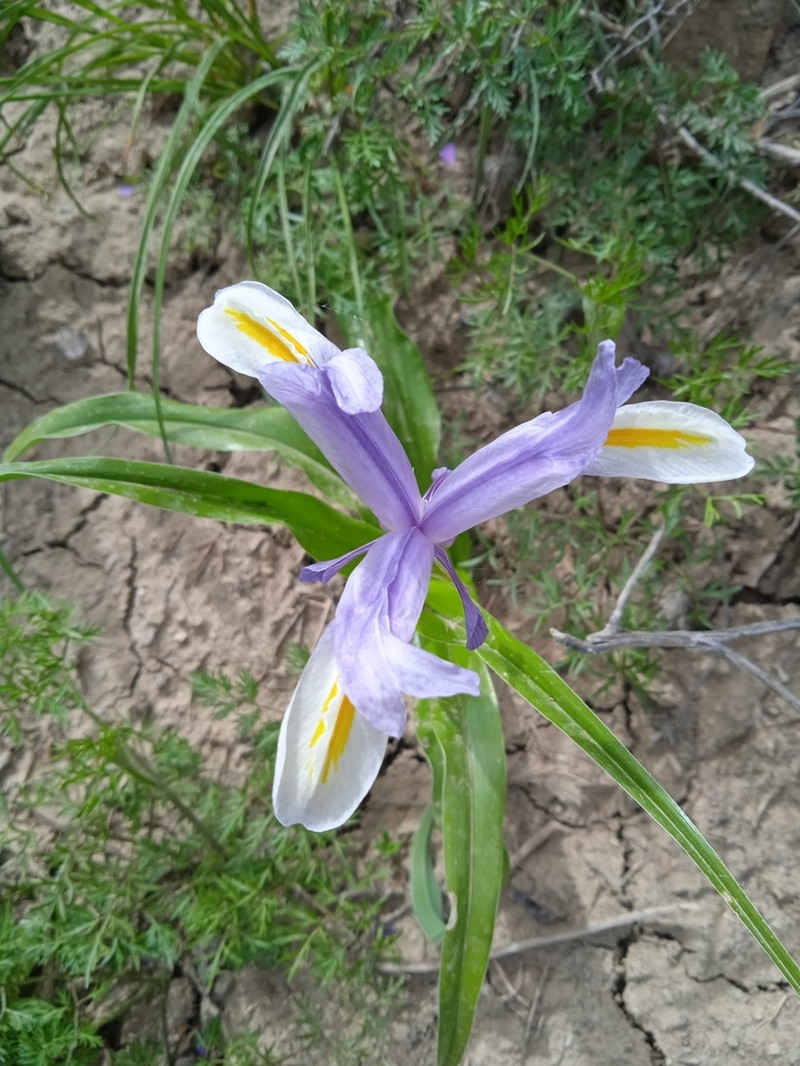 Iris vicaria photo 8