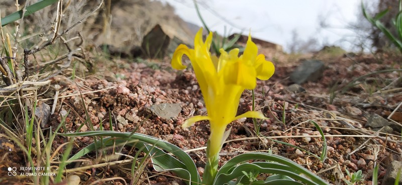 Iris victoris photo 3