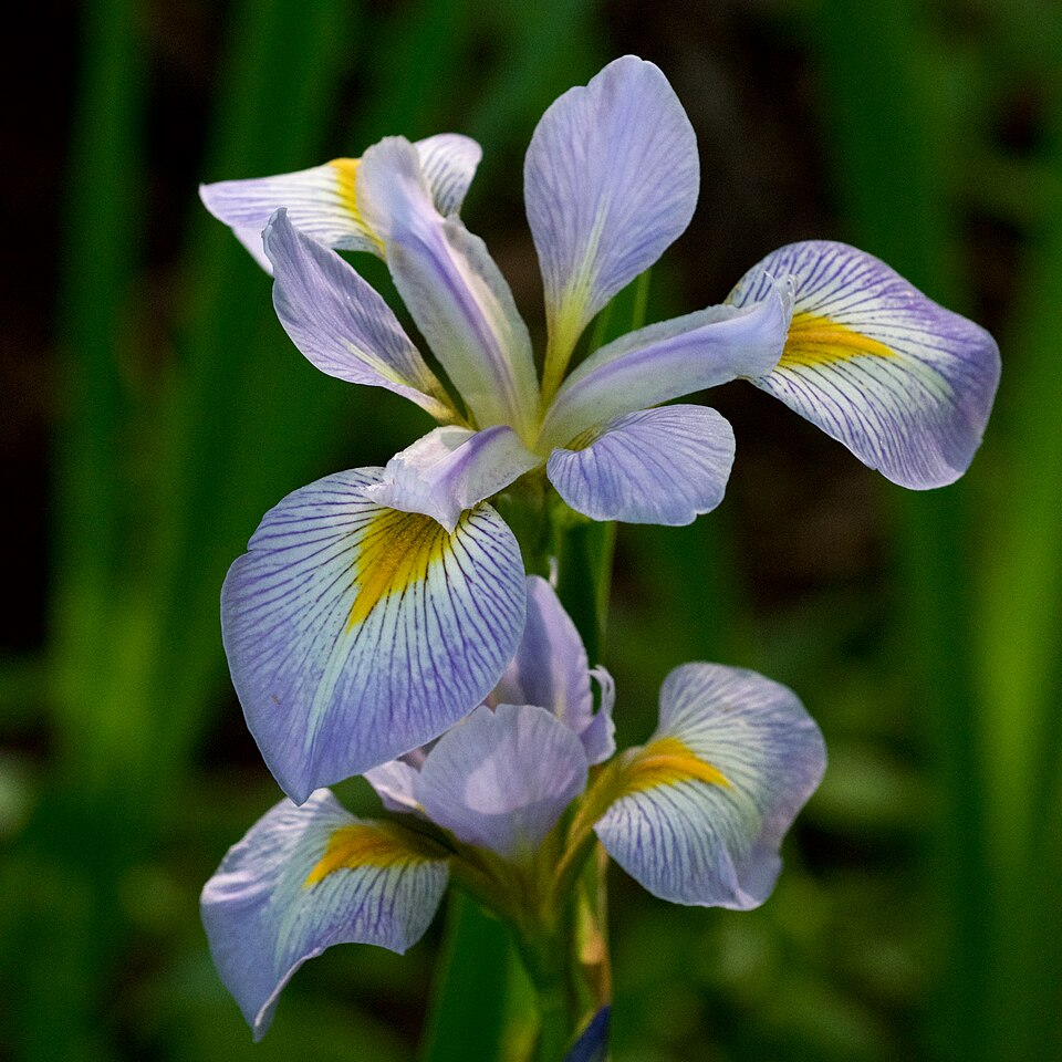Virginia Iris