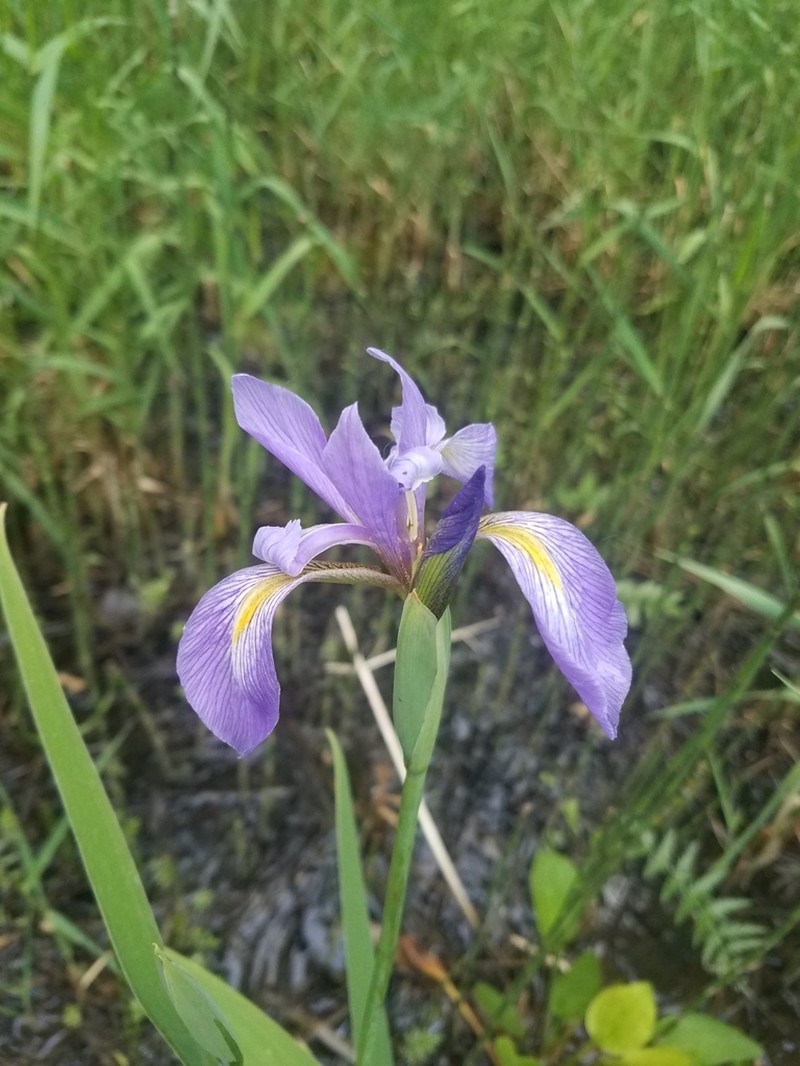Virginia Iris