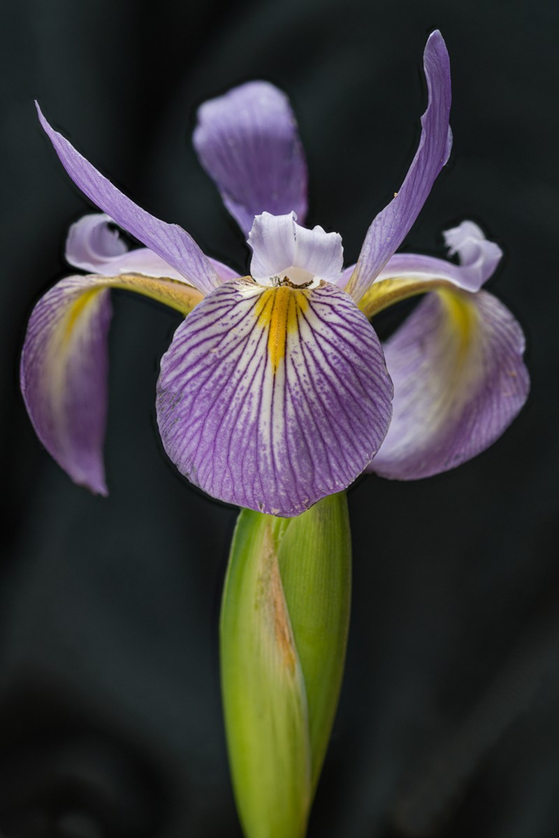 Virginia Iris photo 2