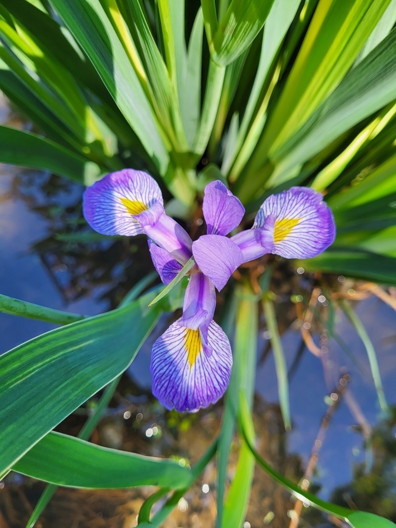 Virginia Iris photo 3