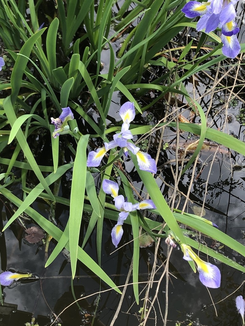Virginia Iris photo 4