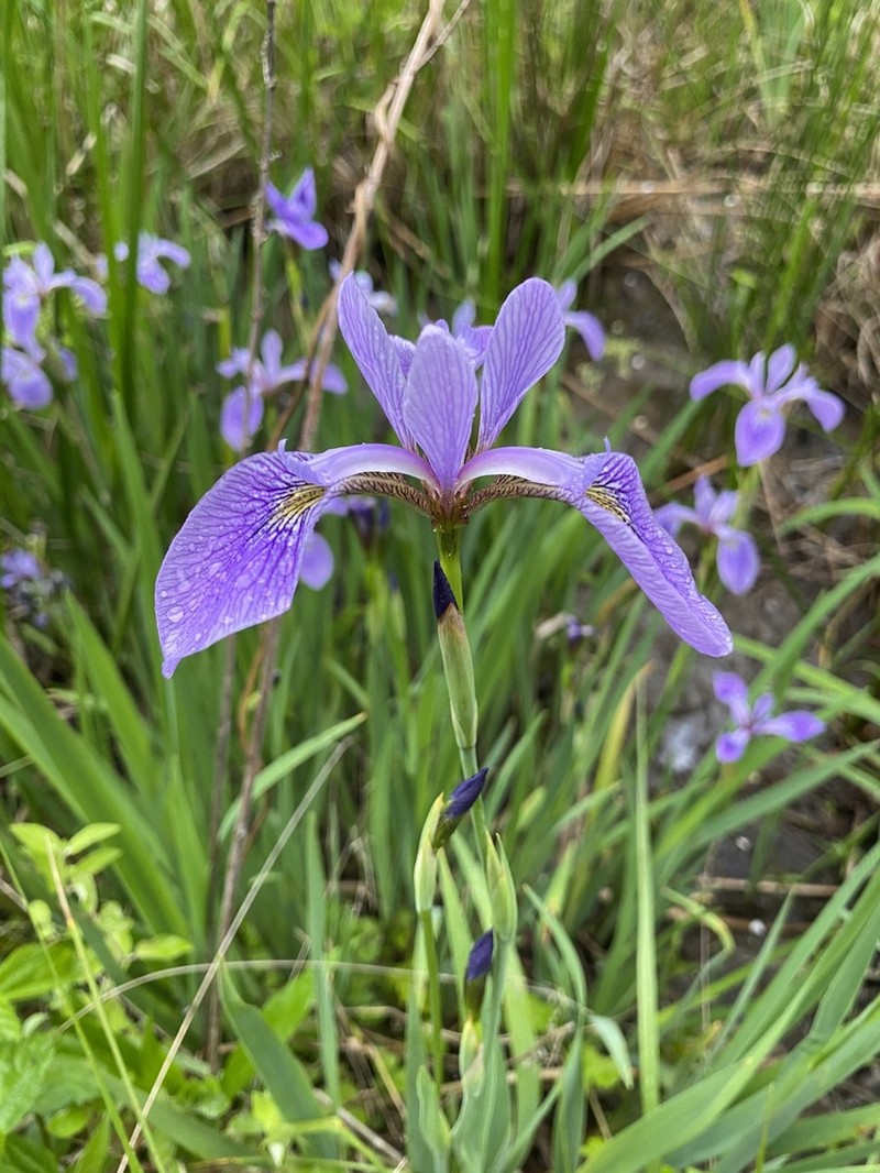 Virginia Iris photo 5