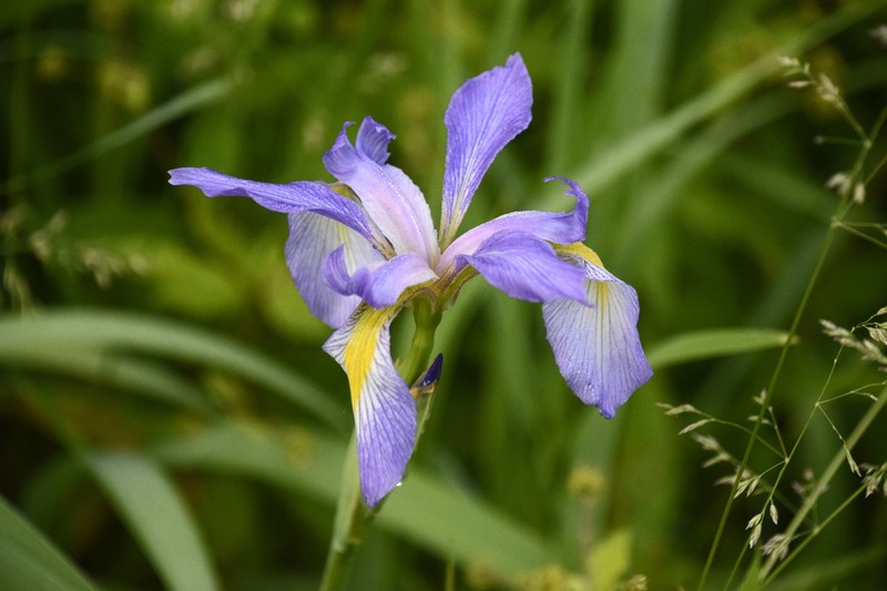 Virginia Iris photo 6