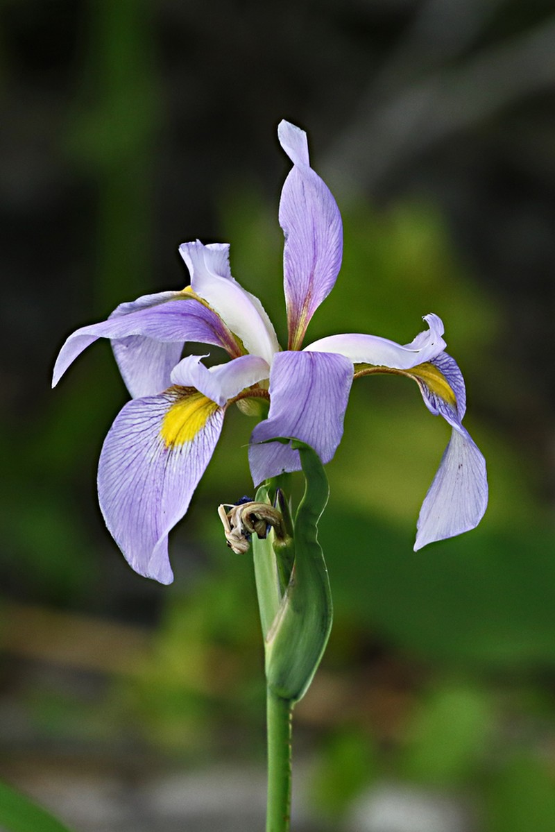 Virginia Iris photo 8