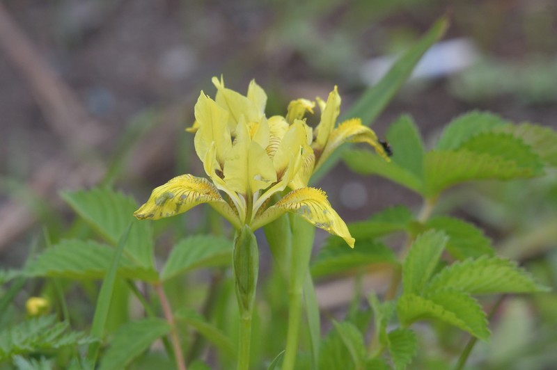 Iris vorobievii photo 2