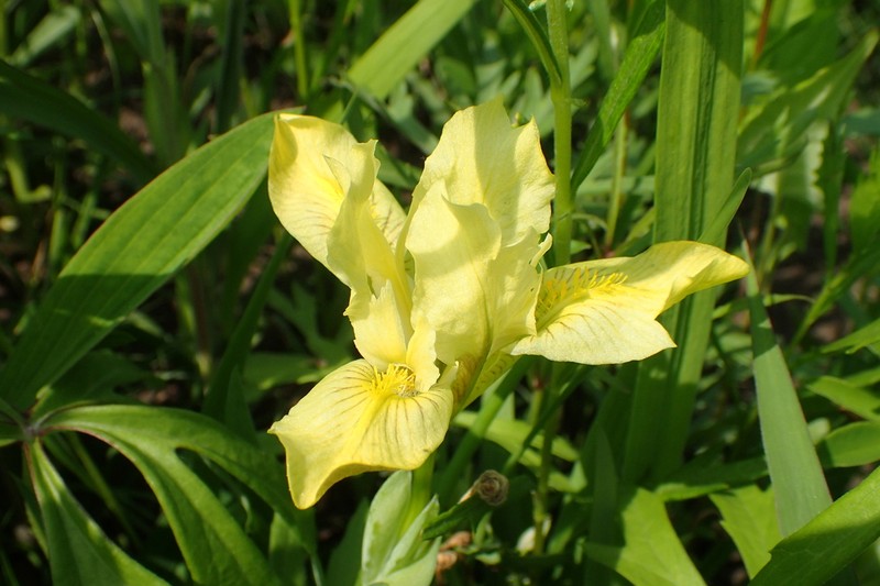 Iris vorobievii photo 3
