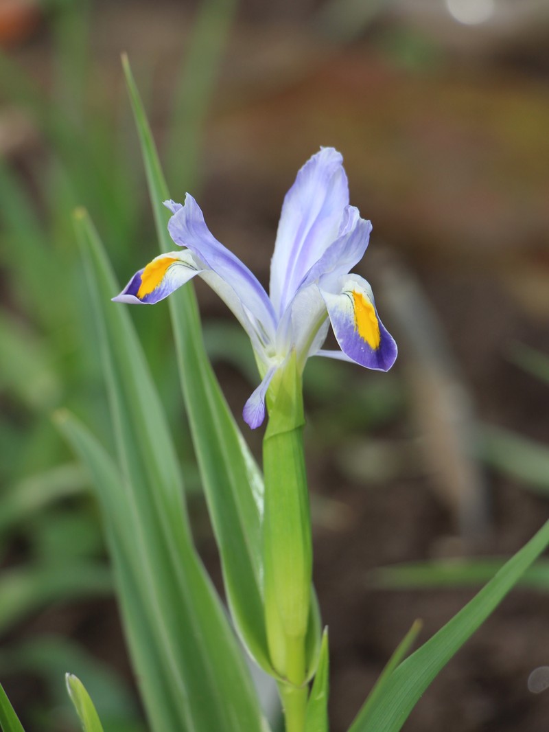 Iris warleyensis