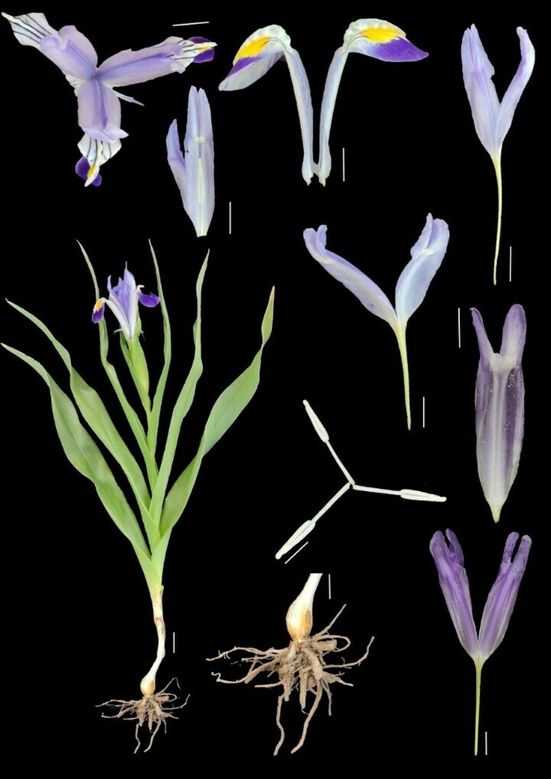 Iris warleyensis photo 2