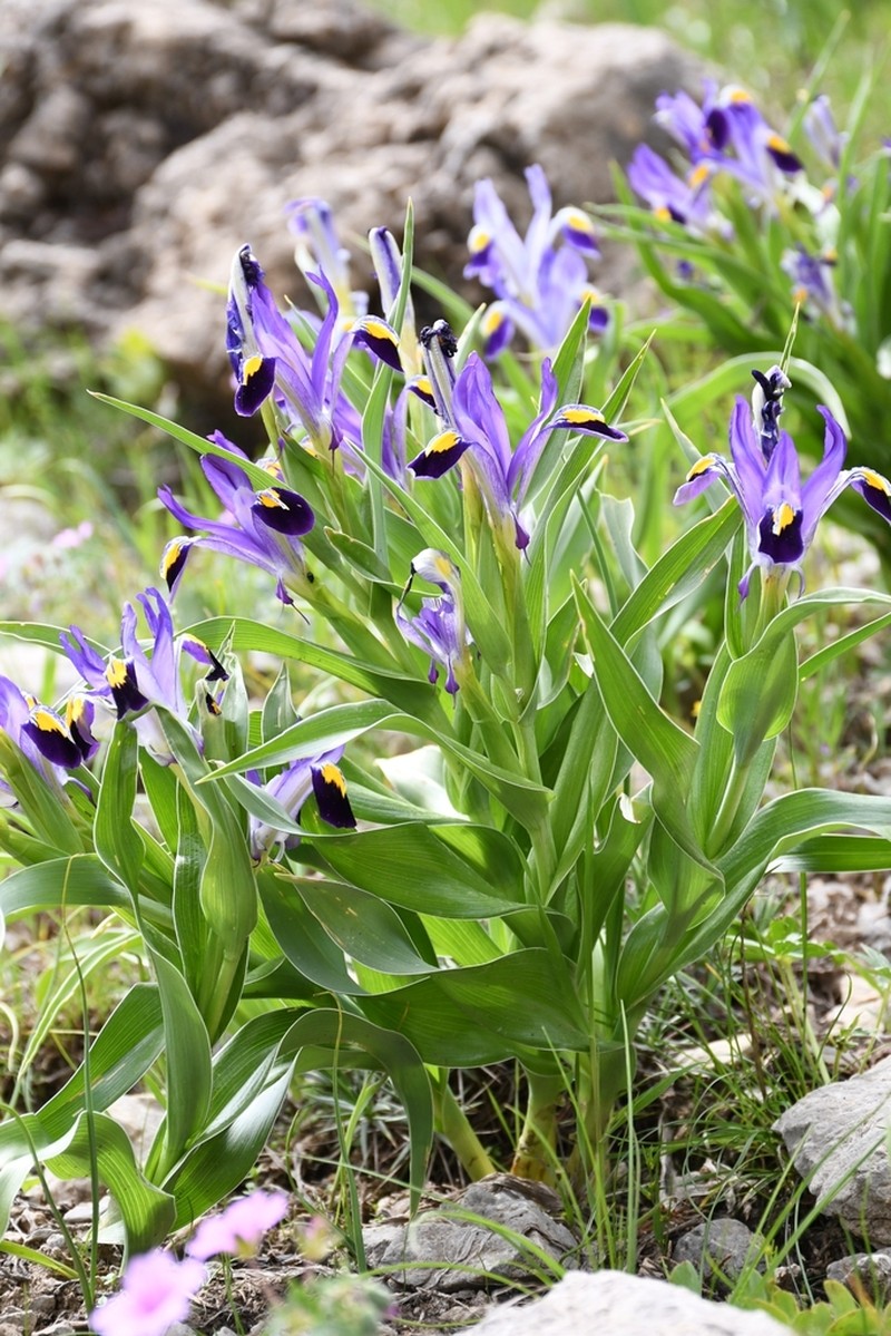 Iris warleyensis photo 3
