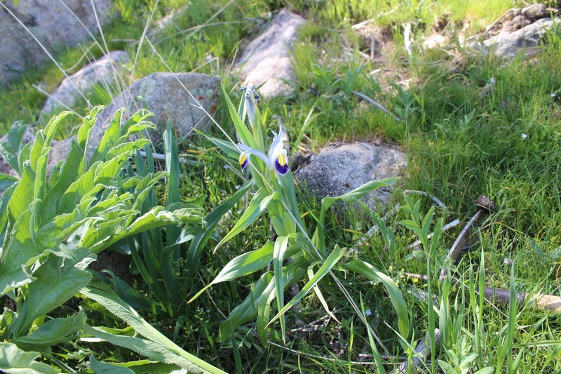 Iris warleyensis photo 4