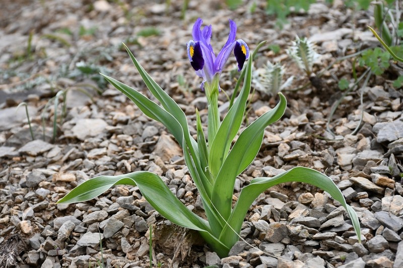Iris warleyensis photo 5