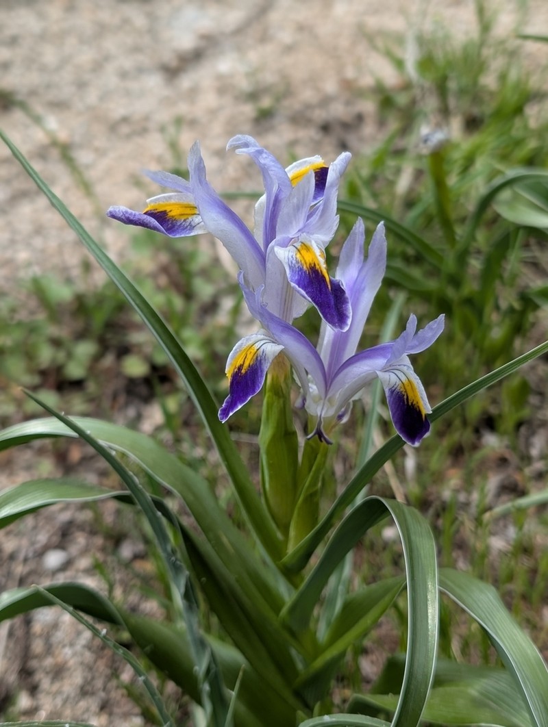 Iris warleyensis photo 6