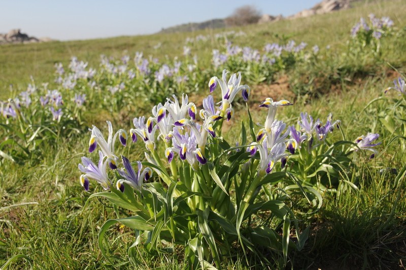 Iris warleyensis photo 7