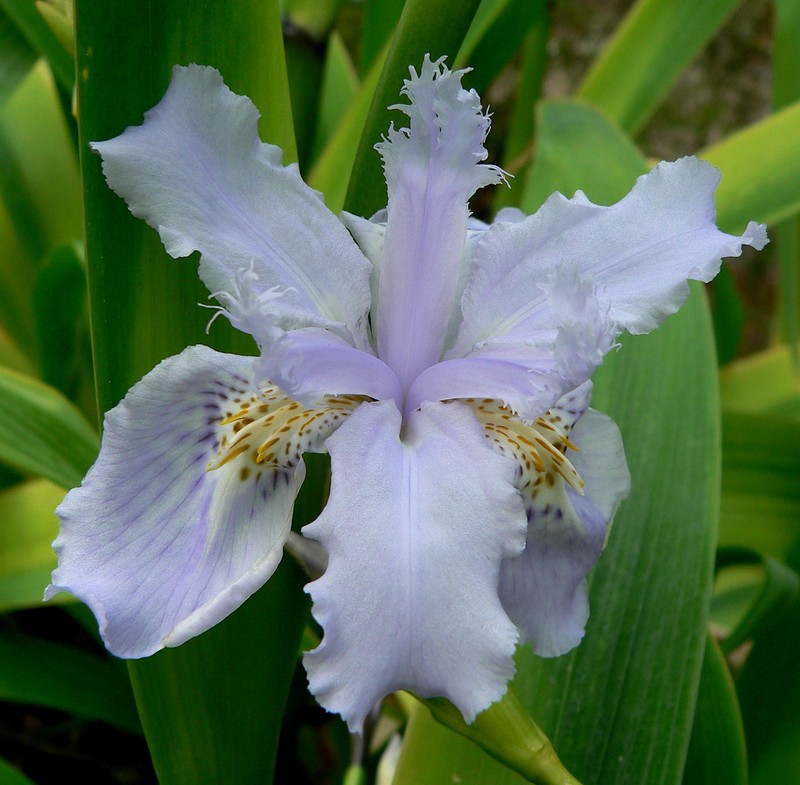 Iris wattii photo 2
