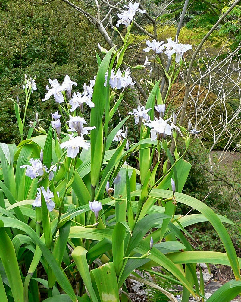 Iris wattii photo 3