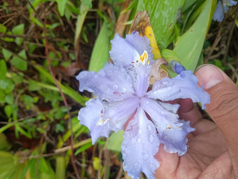 Iris wattii photo 4