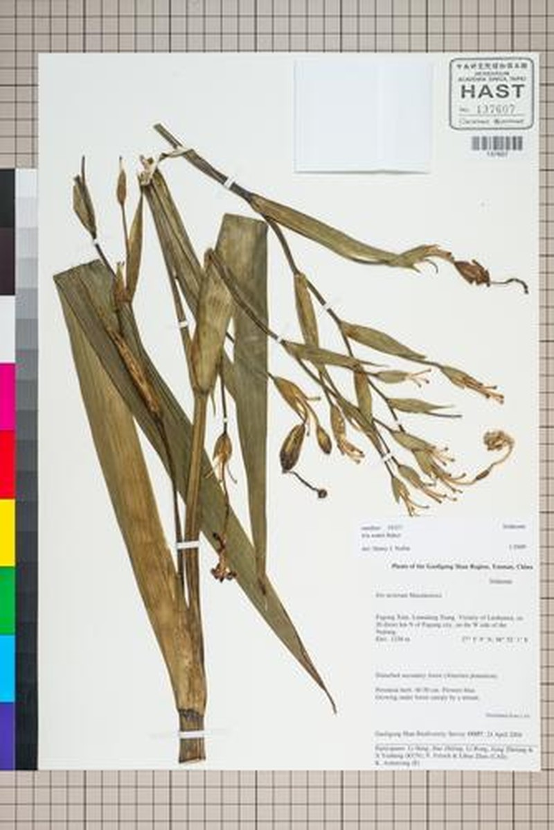 Iris wattii photo 5