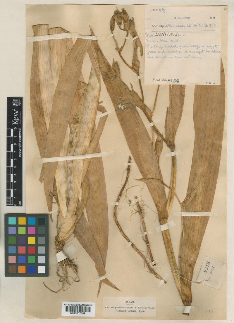 Iris wattii photo 6