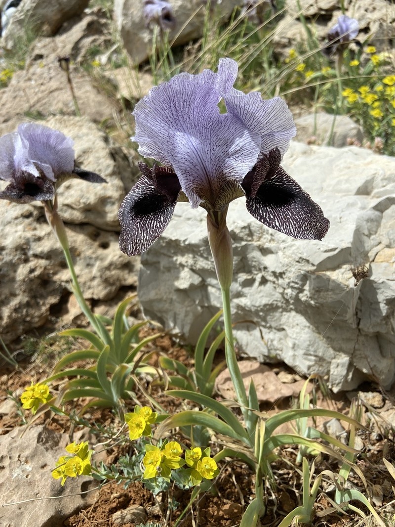 Iris westii