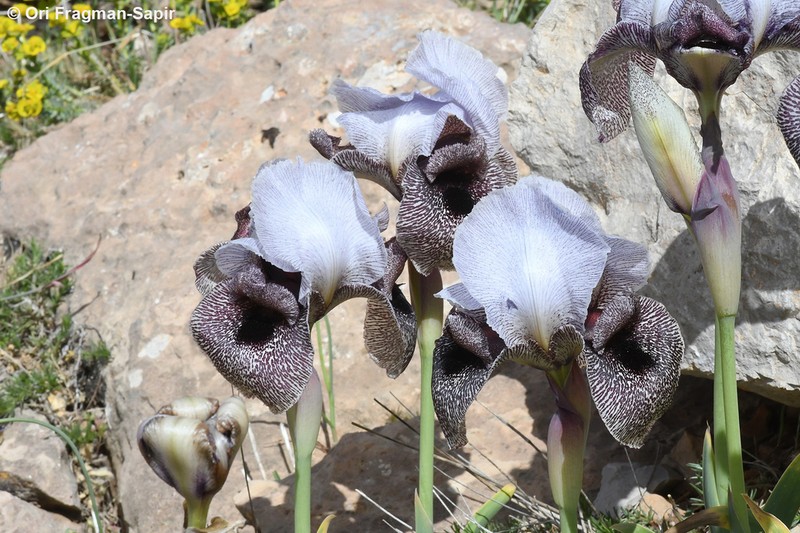 Iris westii photo 2