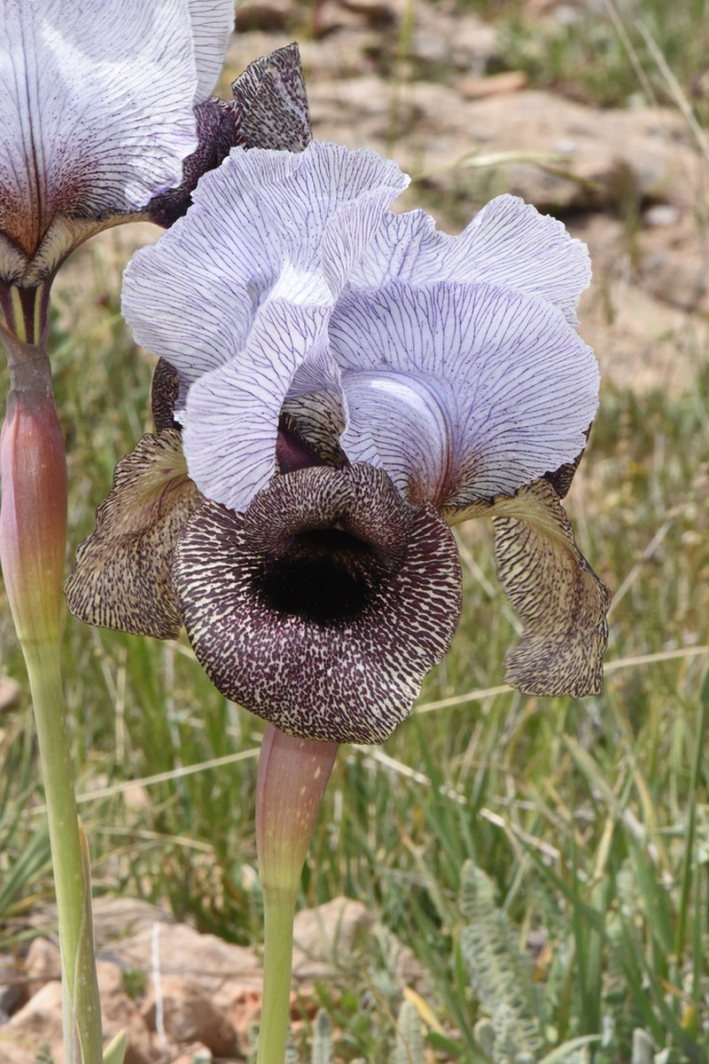 Iris westii photo 3