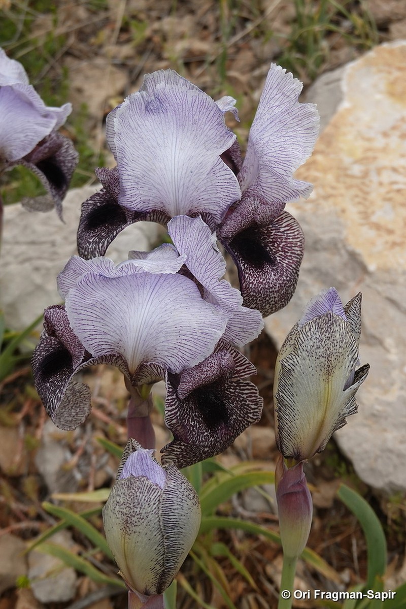 Iris westii photo 4