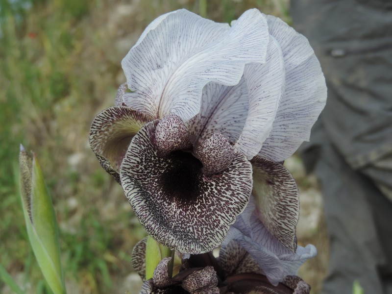 Iris westii photo 5