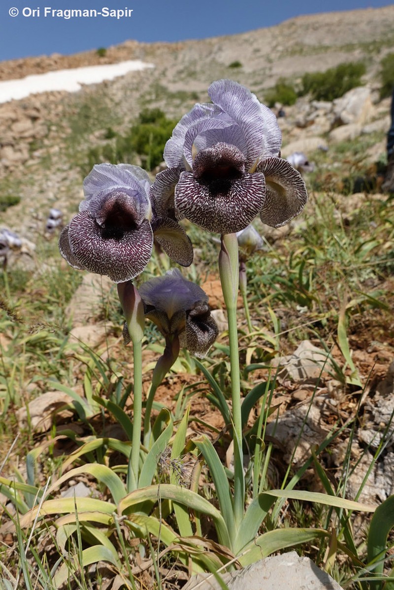 Iris westii photo 6