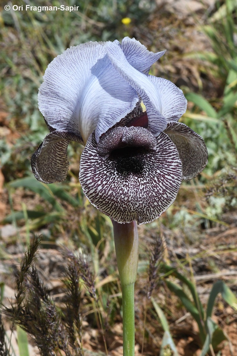 Iris westii photo 7