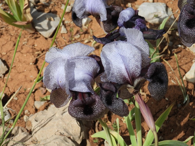 Iris westii photo 8
