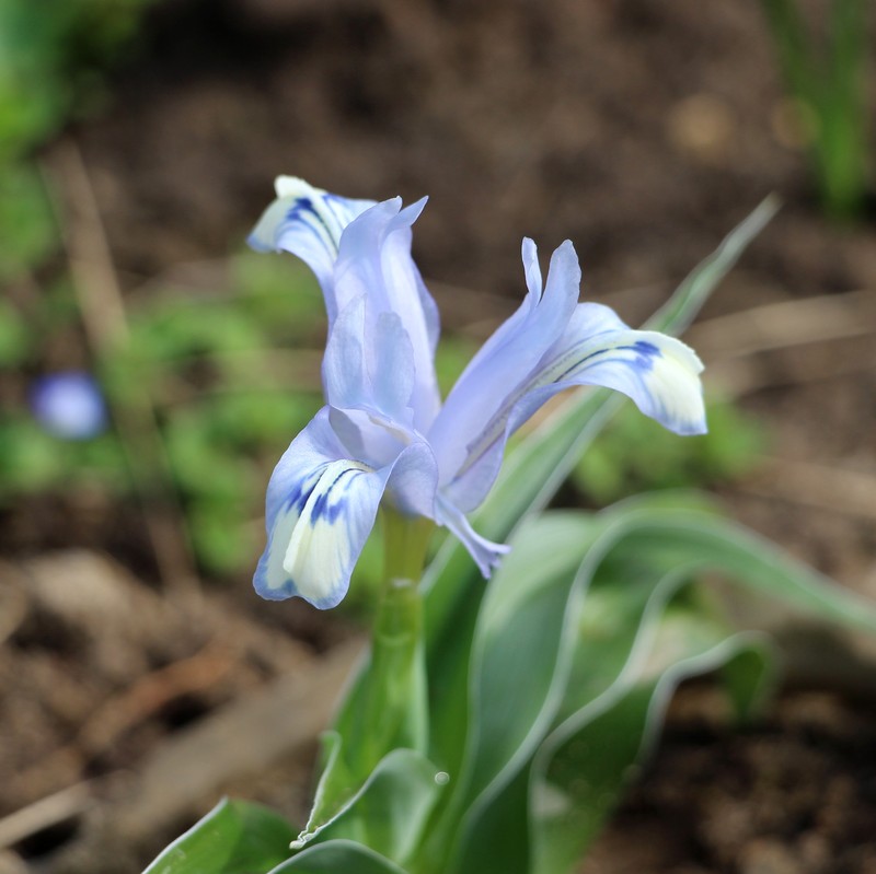 Iris willmottiana