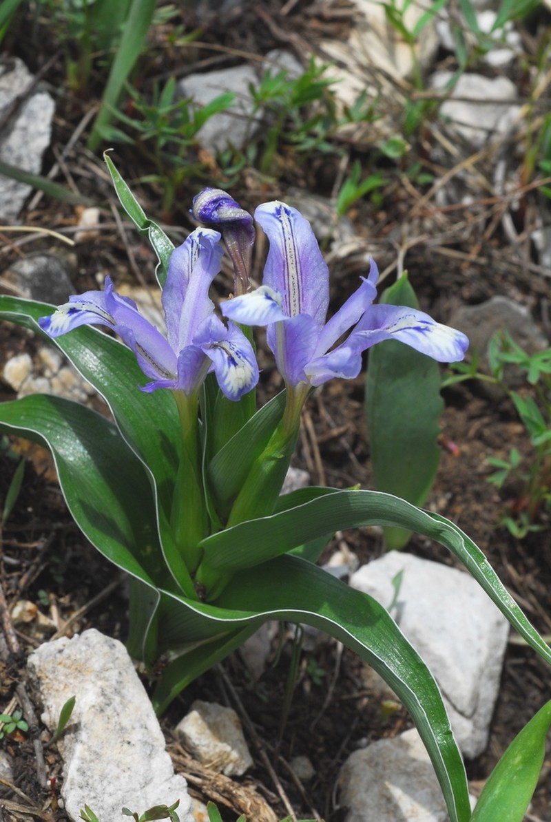 Iris willmottiana photo 2