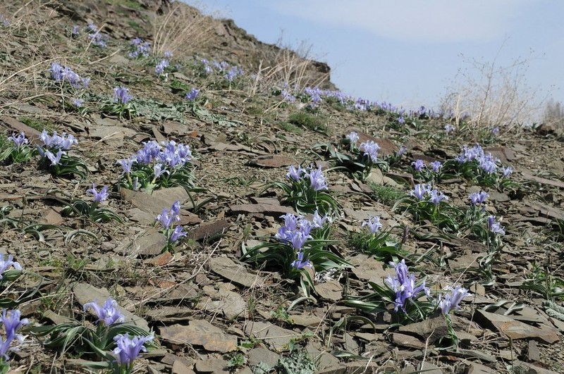 Iris willmottiana photo 3