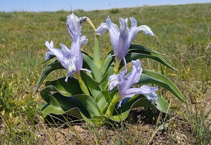 Iris willmottiana photo 4