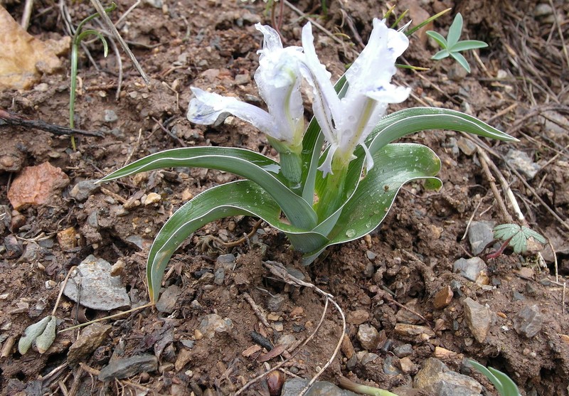Iris willmottiana photo 5