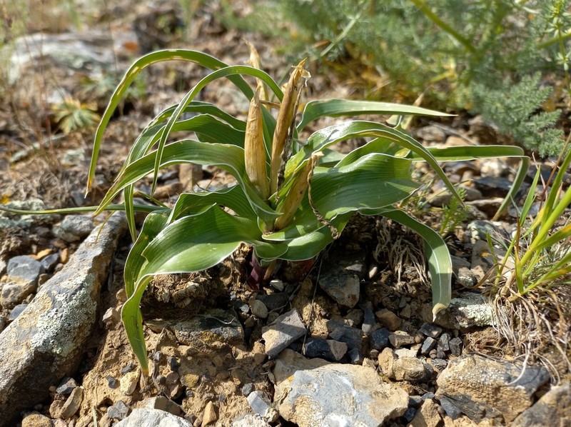 Iris willmottiana photo 6