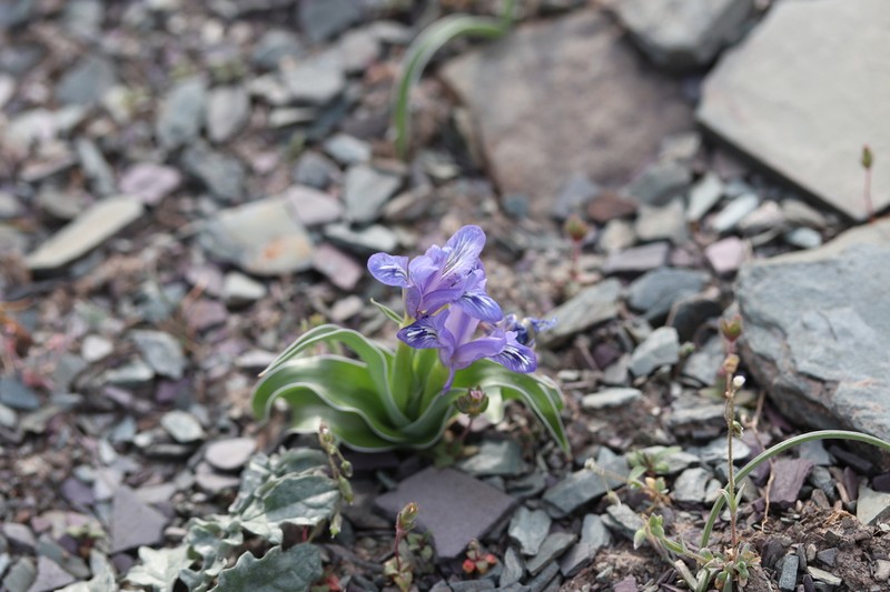 Iris willmottiana photo 7