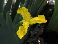 Iris wilsonii