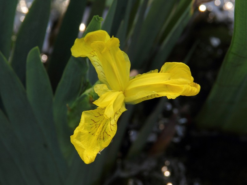 Iris wilsonii