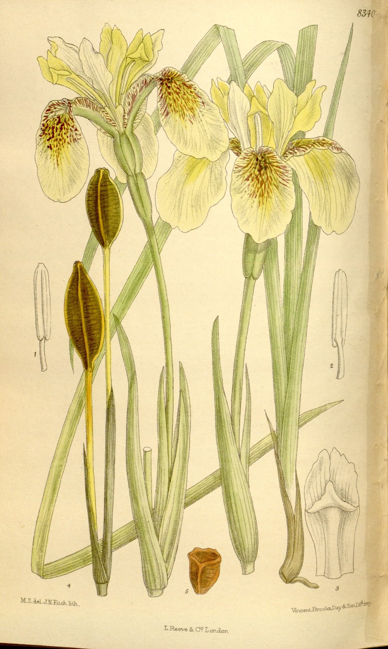Iris wilsonii photo 2