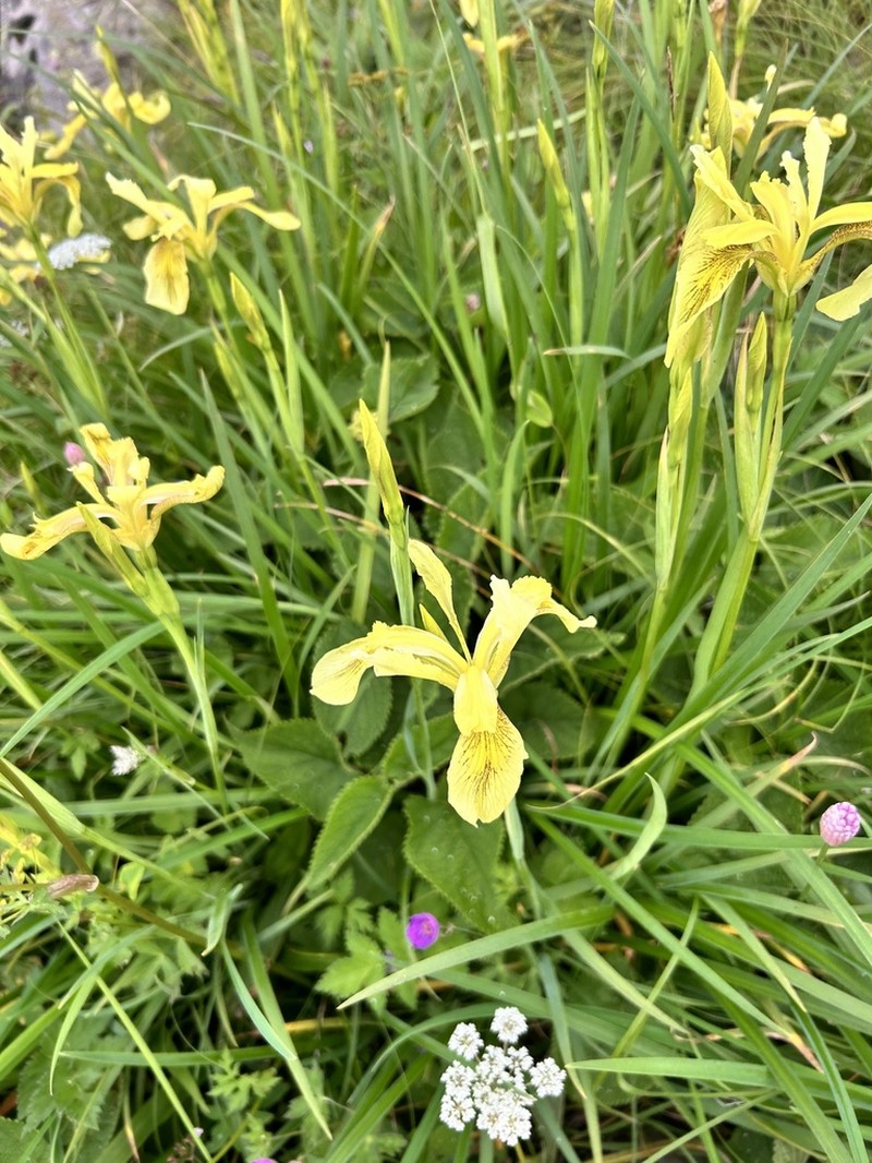Iris wilsonii photo 3